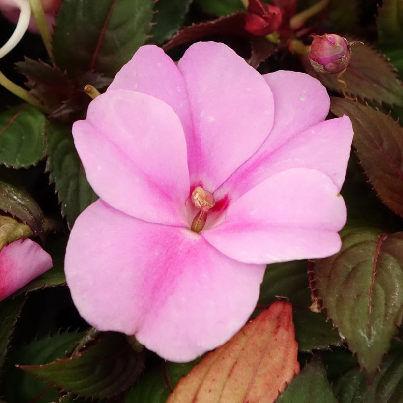 Impatiens SunPatiens Vigorous Lavender - Fiore di vetro (Fioritura)
