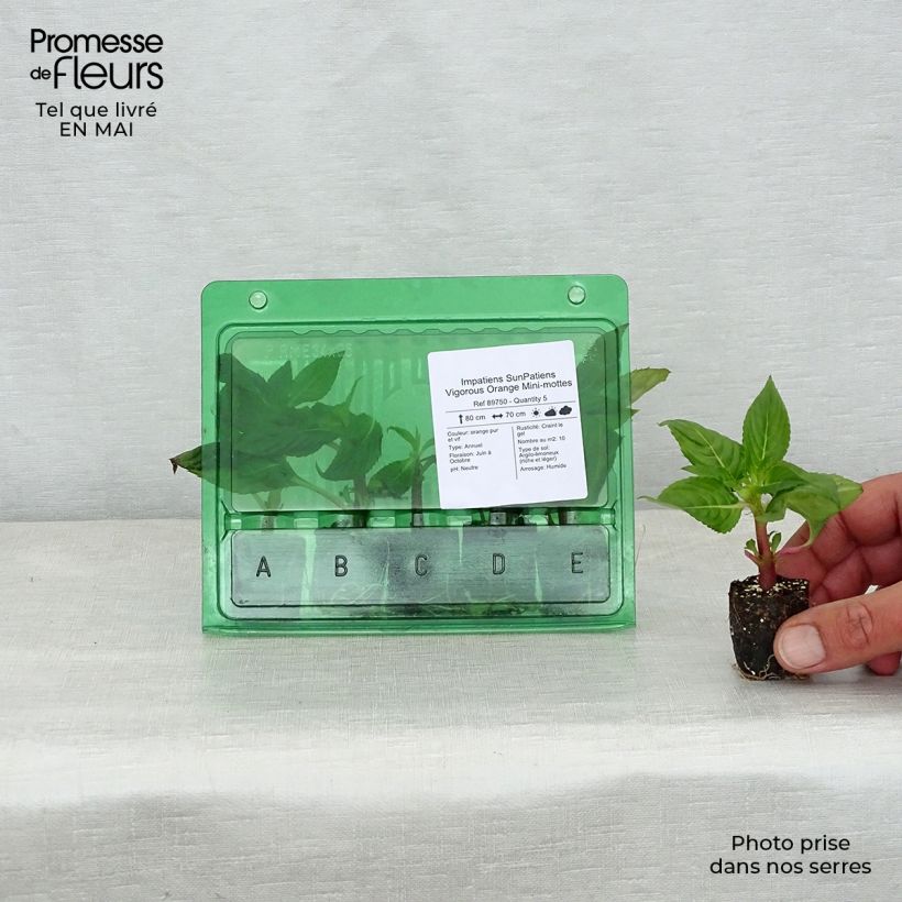 Impatiens SunPatiens Vigorous Orange Improved - Fiore di vetro mini zolla... esemplare consegnato in primavera