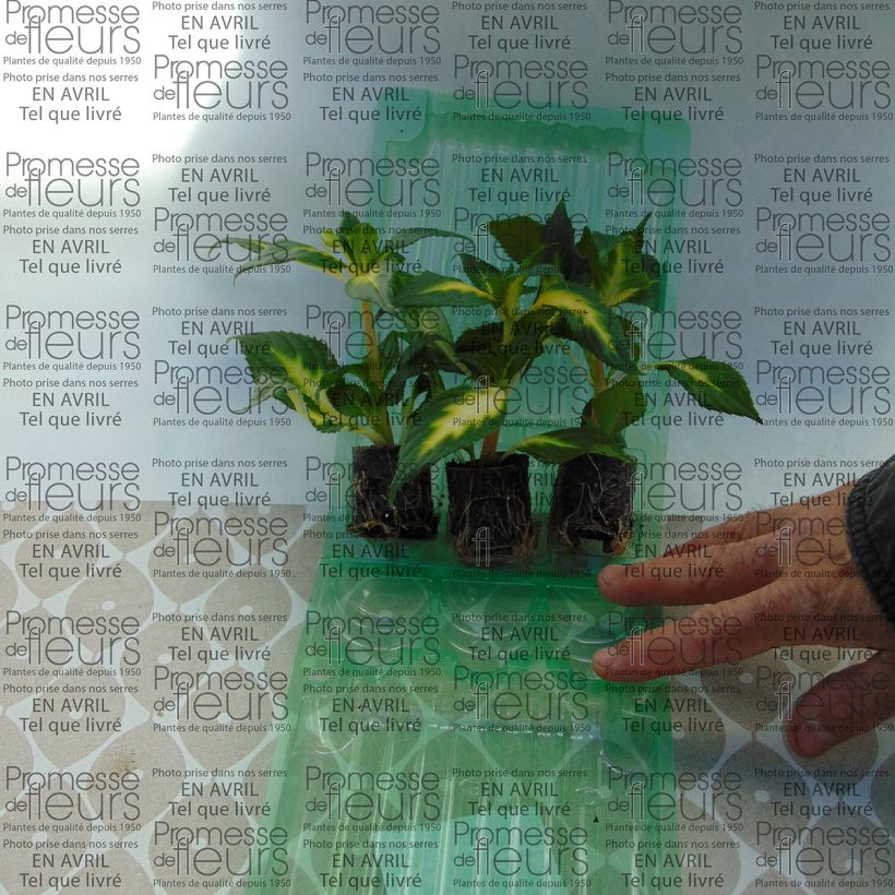 Esempio di esemplare Impatiens SunPatiens Vigorous White Variegated - Fiore di vetro mini zolla... come consegnato