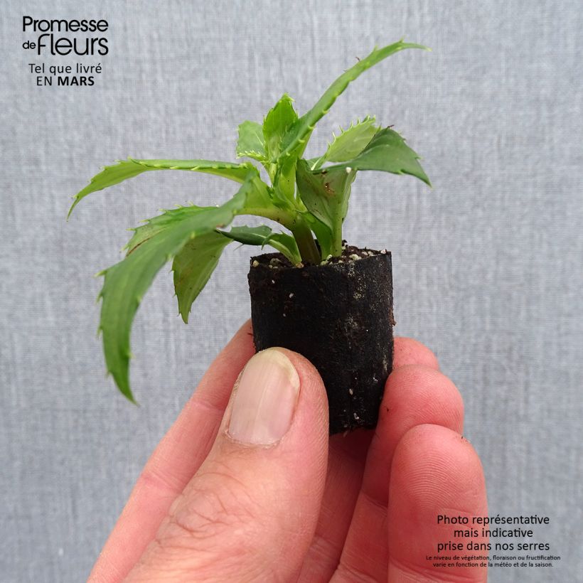 Impatiens Sunpatiens Compact Blanc - Fiore di vetro mini zolla... esemplare consegnato in primavera