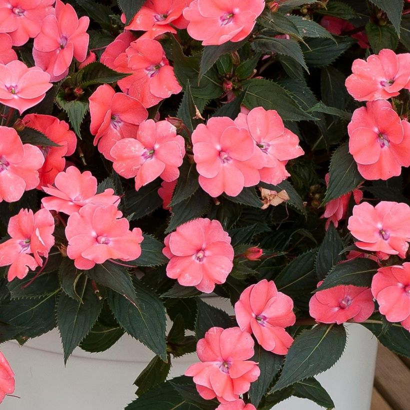 Impatiens SunPatiens Vigorous Pink Pearl - Fiore di vetro (Foliage)
