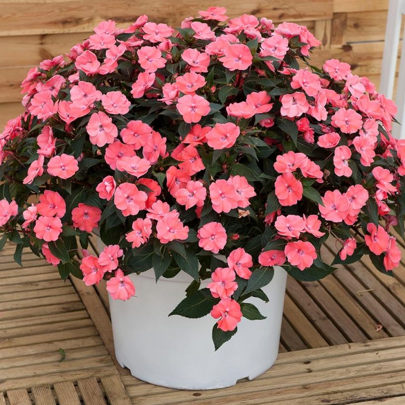 Impatiens SunPatiens Vigorous Pink Pearl - Fiore di vetro (Plant habit)