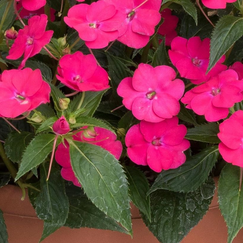 Impatiens SunPatiens Vigorous Rose Pink - Fiore di vetro (Fogliame)