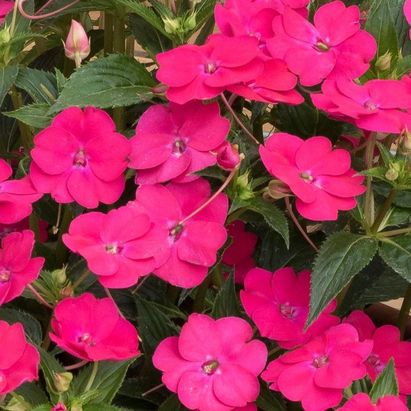 Impatiens SunPatiens Vigorous Rose Pink - Fiore di vetro (Fioritura)