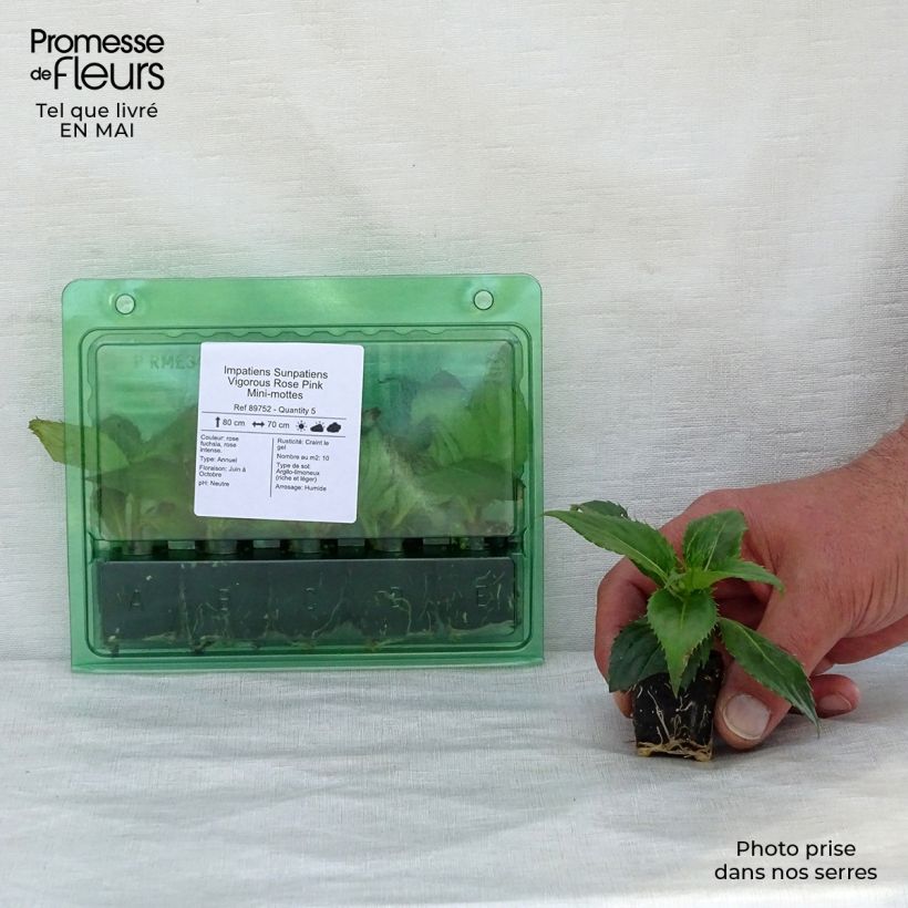 Impatiens SunPatiens Vigorous Rose Pink - Fiore di vetro mini zolla... esemplare consegnato in primavera