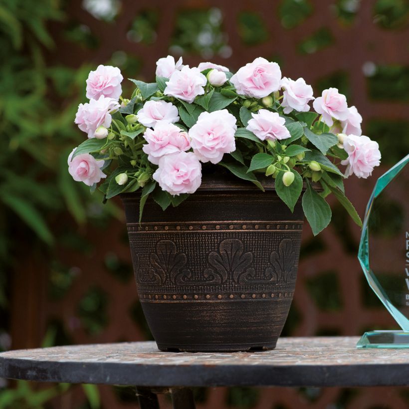 Impatiens walleriana double Glimmer Appleblossom - Fiore di vetro (Plant habit)