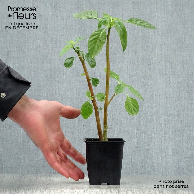 Impatiens niamniamensis Vasetto da 7/8 cm esemplare consegnato in inverno