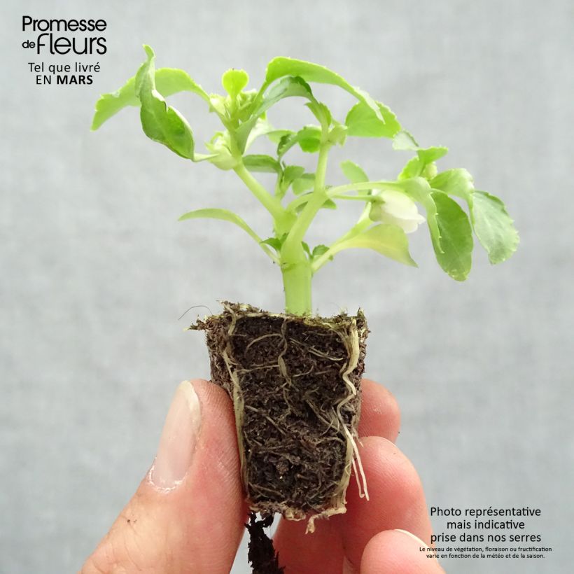 Impatiens walleriana Beacon Mix - Fiore di vetro Jardimotte: zolla da 3,8 cm x 3,2 cm in vassoio da 16 pezzi. esemplare consegnato in primavera