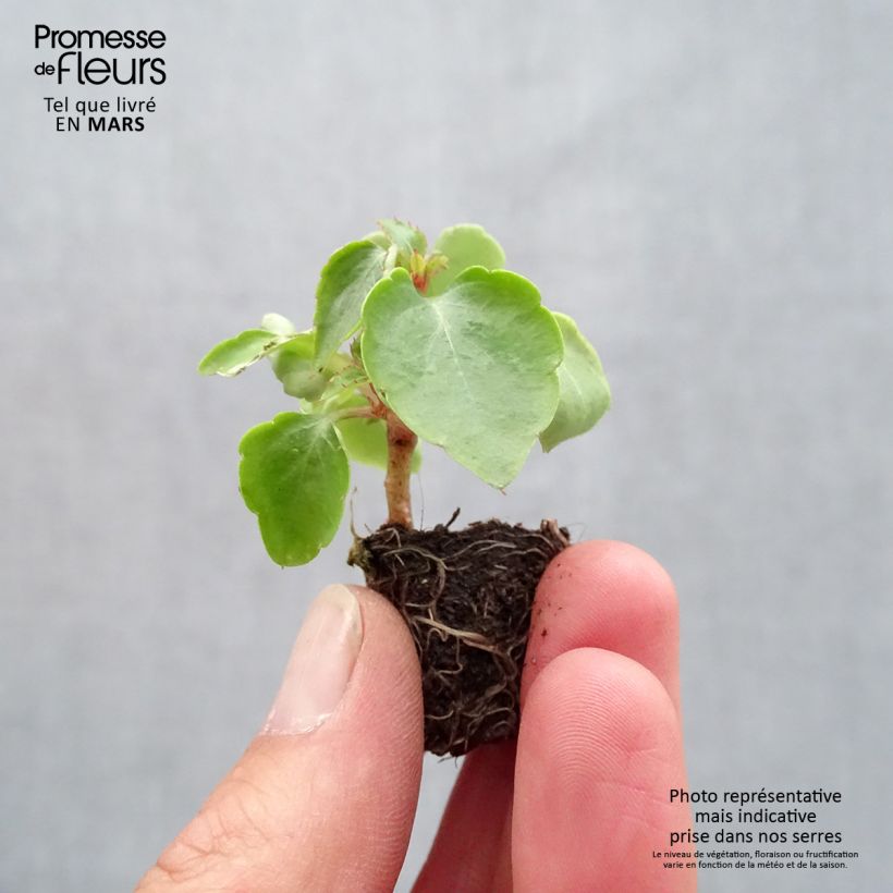 Impatiens walleriana Beacon Mix - Fiore di vetro Mini zolla Ø 1,5/2,5 cm esemplare consegnato in primavera