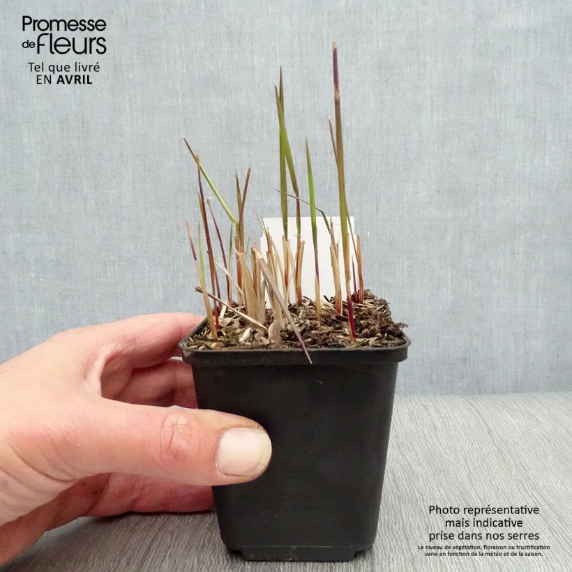 Imperata cylindrica Red Baron Vasetto da 8/9 cm esemplare consegnato in primavera