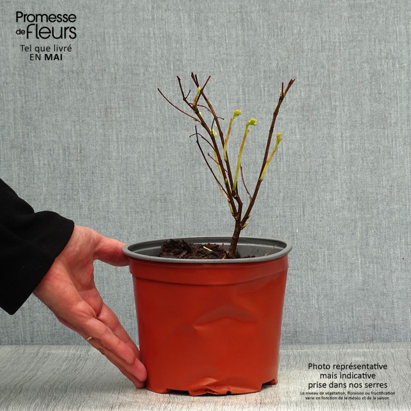 Indigofera kirilowii - Indaco da giardino Vaso da 2L/3L esemplare consegnato in primavera