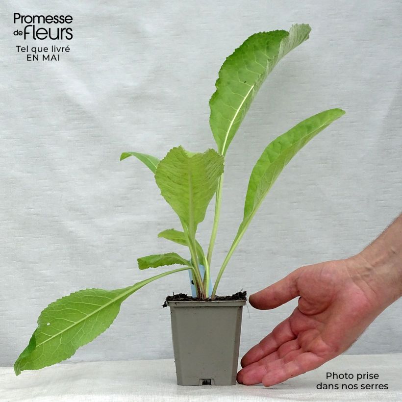 Inula helenium - Enula campana Vasetto da 8/9 cm esemplare consegnato in primavera