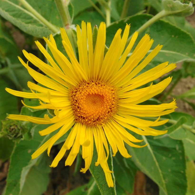 Inula orientalis - Enula (Fioritura)