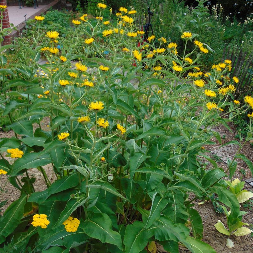 Inula orientalis - Enula (Porto)