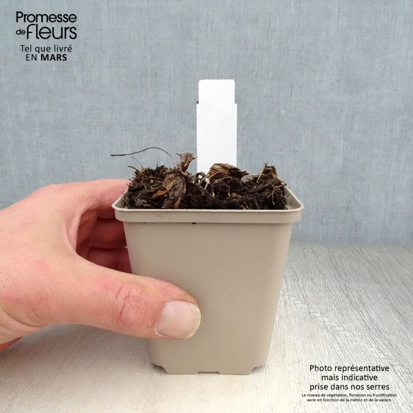 Inula orientalis - Enula Vasetto da 8/9 cm esemplare consegnato in primavera