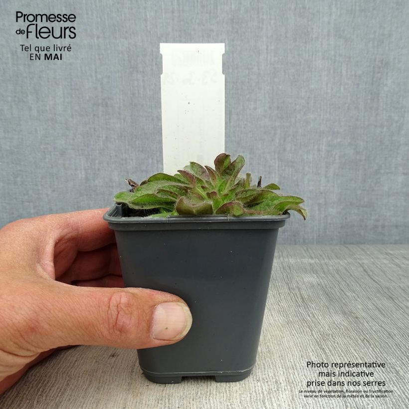 Inula rhizocephala - Enula Vasetto da 8/9 cm esemplare consegnato in primavera