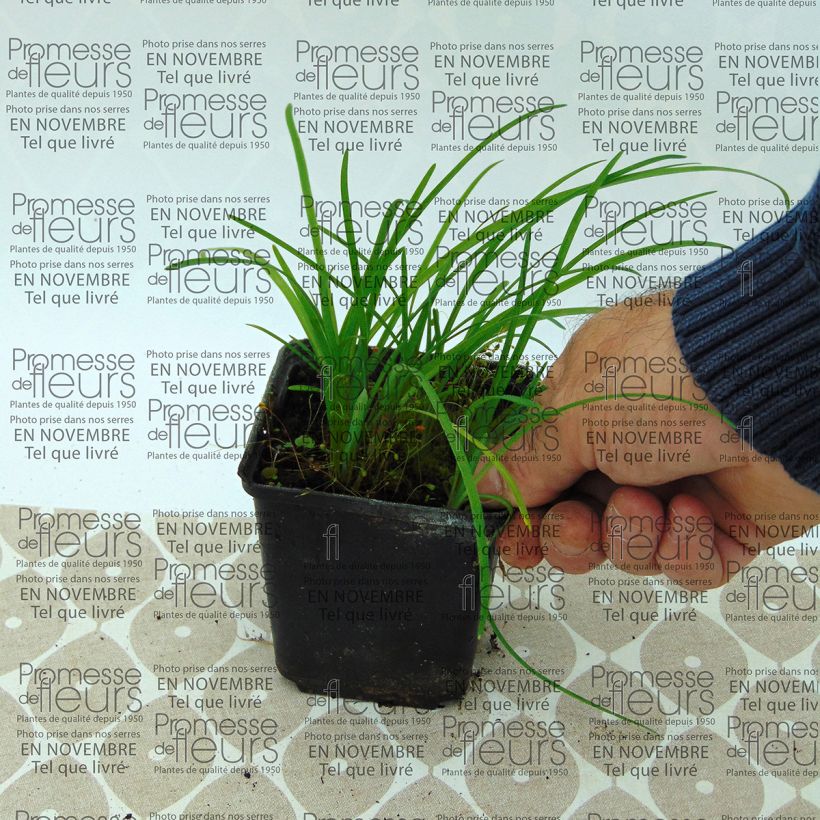 Esempio di esemplare Ipheion uniflorum Vasetto da 8/9 cm size I come consegnato