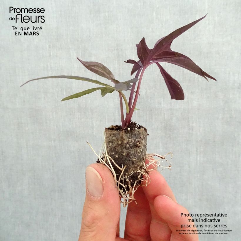 Example of Ipomoea batatas Illusion Midnight Lace - Patata dolce mini zolla... as you get in printemps