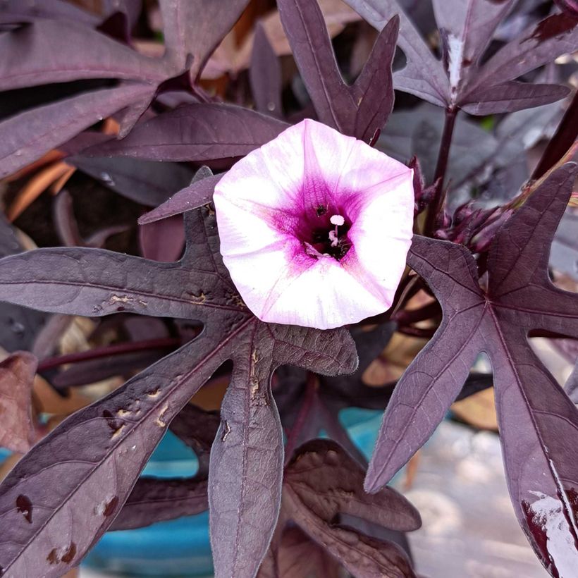 Ipomoea batatas Illusion Midnight Lace - Patata dolce (Flowering)