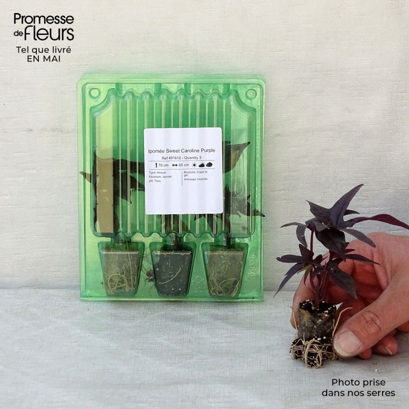 Ipomoea batatas Sweet Caroline Purple - Patata dolce mini zolla... esemplare consegnato in primavera