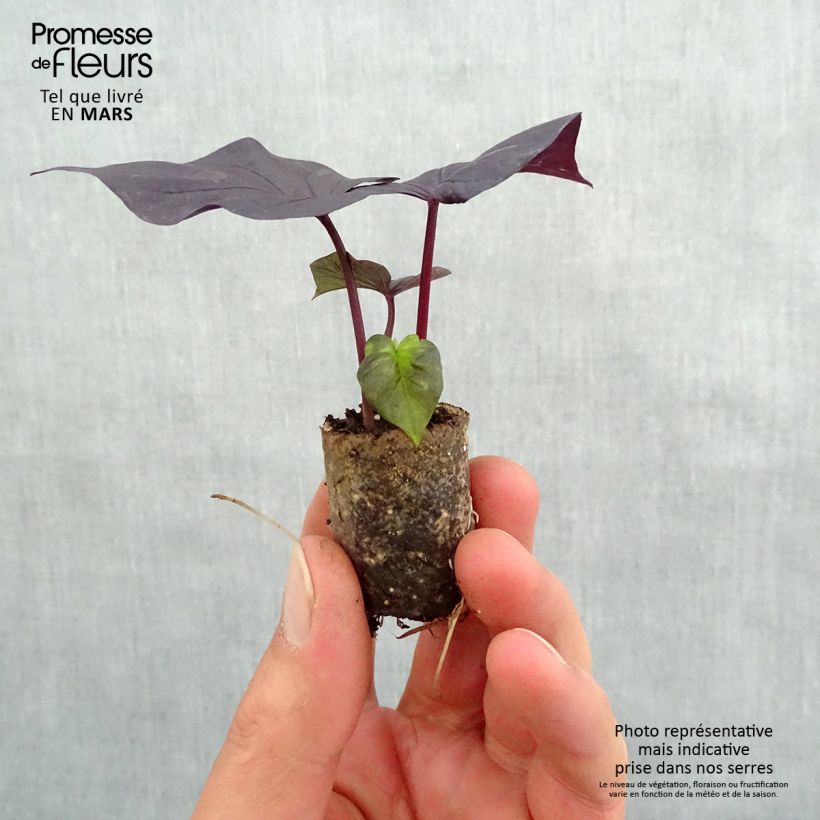 Ipomoea batatas Jet Black - Patata dolce mini zolla... esemplare consegnato in primavera