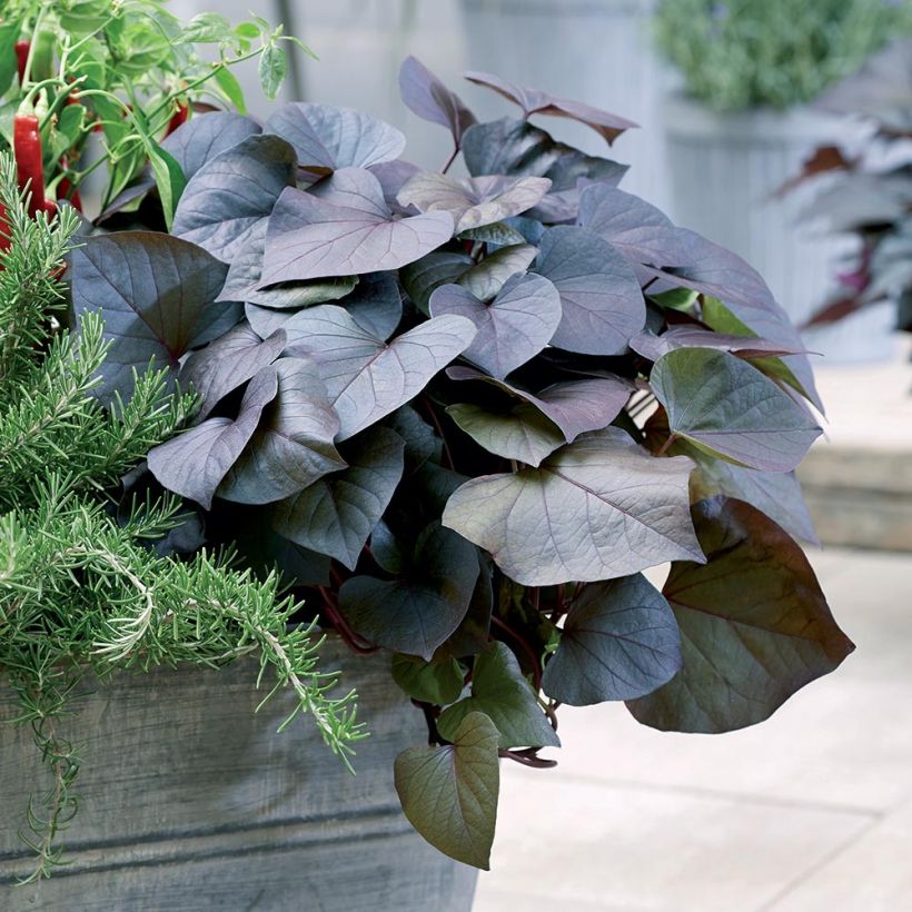 Patata dolce Paradise Kaukura (piante) (Plant habit)