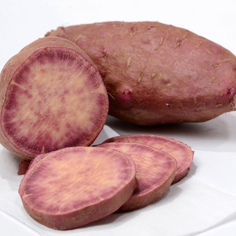 Patata dolce Sakura (Raccolta)