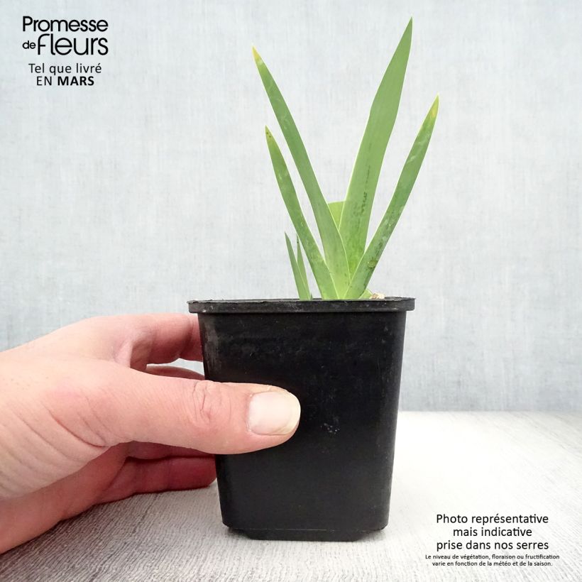 Example of Iris germanica Cimmaron Strip - Giaggiolo paonazzo Vasetto da 8/9 cm as you get in printemps
