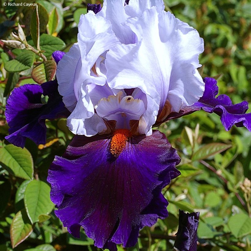 Iris germanica Magnétisme - Giaggiolo paonazzo (Flowering)