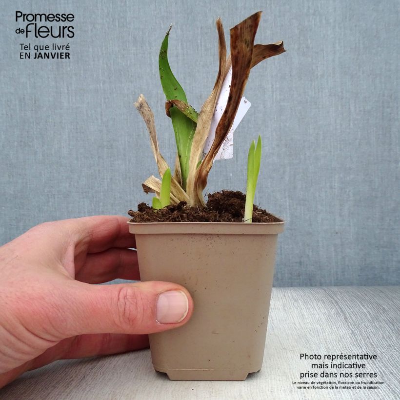 Iris germanica Masque Noir - Giaggiolo paonazzo Vasetto da 8/9 cm esemplare consegnato in inverno