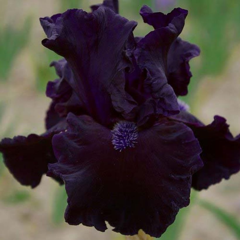 Iris germanica Obsidian - Giaggiolo paonazzo (Flowering)