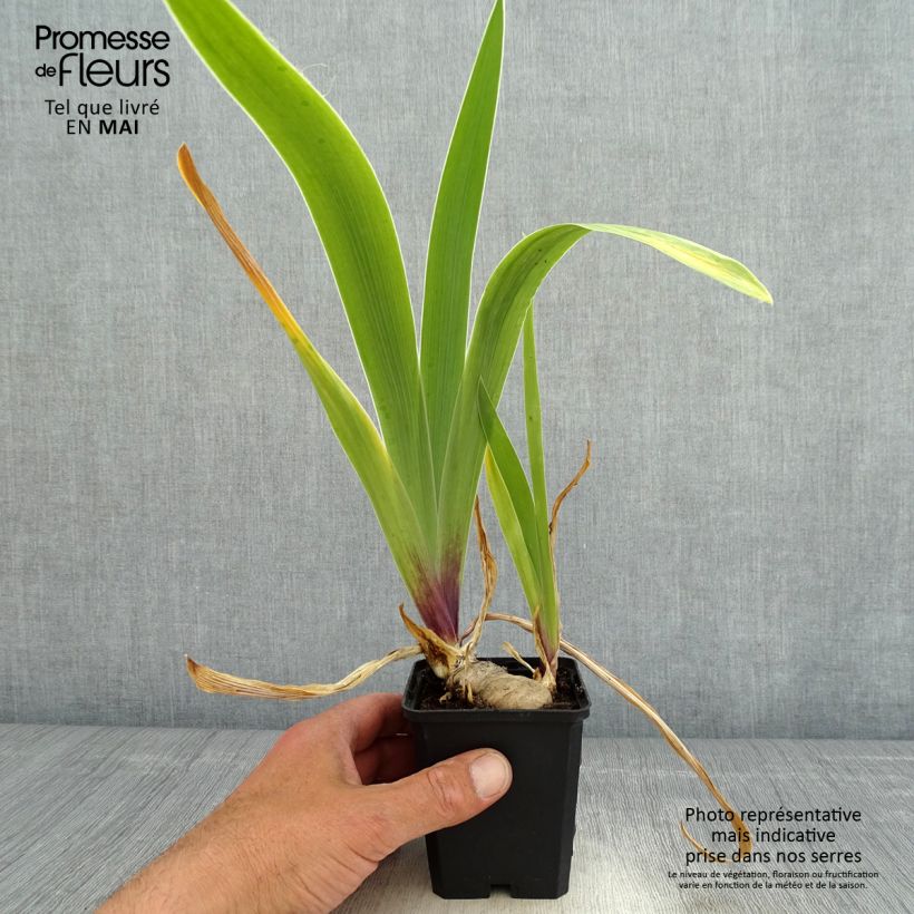 Example of Iris germanica So beau - Giaggiolo paonazzo Vasetto da 8/9 cm as you get in printemps