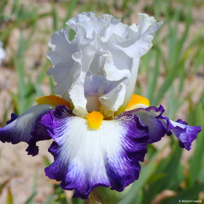 Iris germanica Virgule - Giaggiolo paonazzo (Flowering)