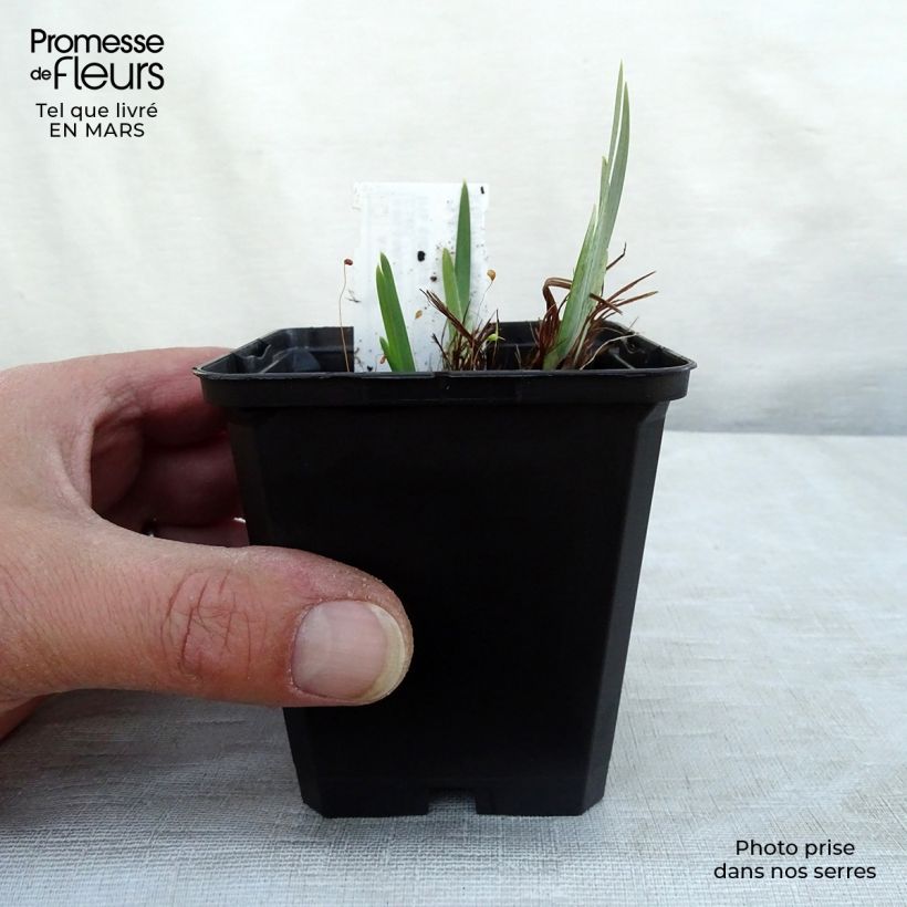 Iris sibirica Ruffled Velvet - Giaggiolo siberiano Vasetto da 8/9 cm esemplare consegnato in primavera