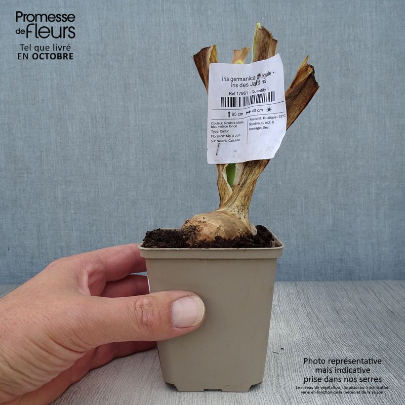Esemplare di Iris germanica Virgule - Iris des Jardins Godet de 8/9 cm come consegnato in autunno