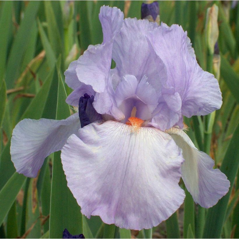 Iris germanica Late Lilac - Giaggiolo paonazzo (Flowering)