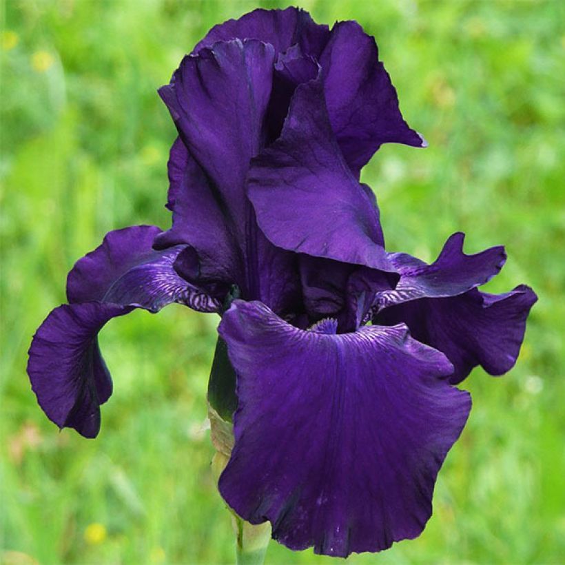 Iris germanica Superstition - Giaggiolo paonazzo (Fioritura)