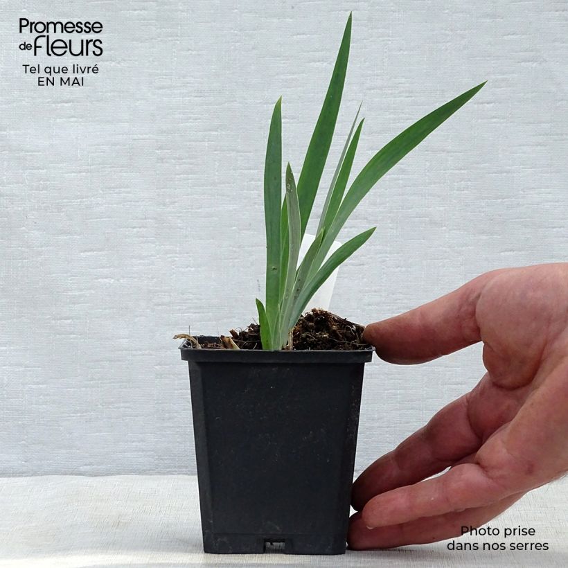 Iris chrysographes Black Knight - Giaggiolo Vasetto da 8/9 cm esemplare consegnato in primavera