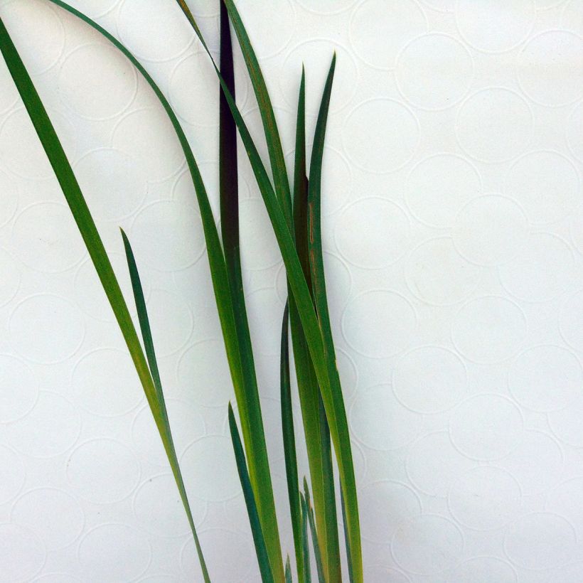 Iris sibirica Blue King - Giaggiolo siberiano (Foliage)