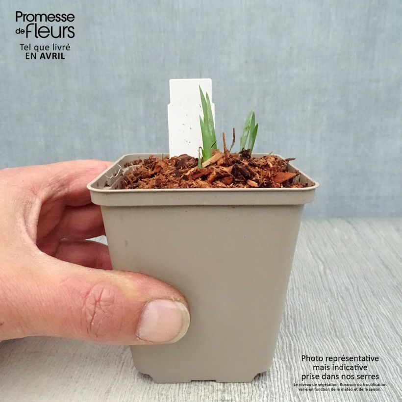 Example of Iris sibirica Blue King - Giaggiolo siberiano Vasetto da 8/9 cm as you get in printemps