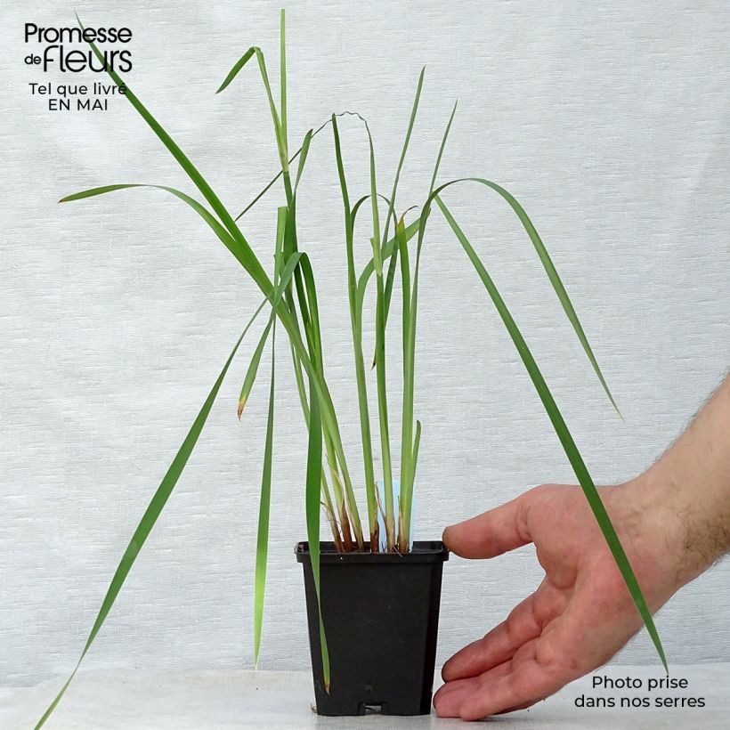 Example of Iris sibirica Caesar's Brother - Giaggiolo siberiano Vasetto da 8/9 cm as you get in printemps