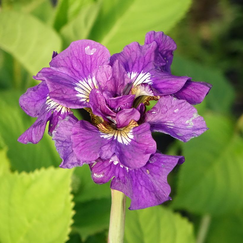 Iris sibirica Double Standard - Giaggiolo siberiano (Fioritura)