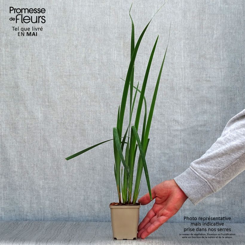 Iris sibirica Moon Silk - Giaggiolo siberiano Vasetto da 8/9 cm esemplare consegnato in primavera