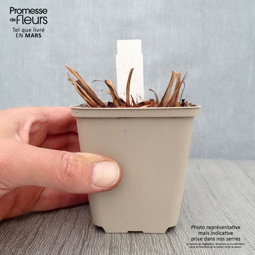 Example of Iris sibirica Rikugi Sakura - Giaggiolo siberiano Vasetto da 8/9 cm as you get in printemps