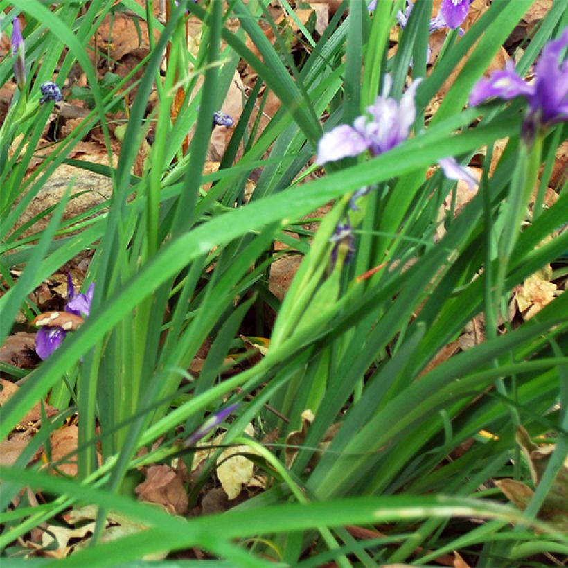 Iris douglasiana - Giaggiolo (Fogliame)