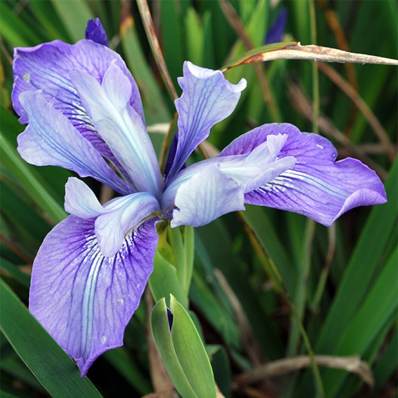 Iris douglasiana - Giaggiolo (Fioritura)
