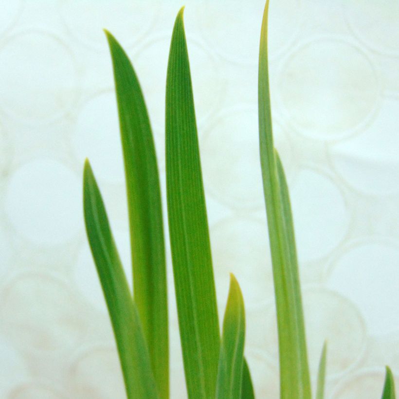 Iris ensata Dainagon - Iris giapponese (Foliage)