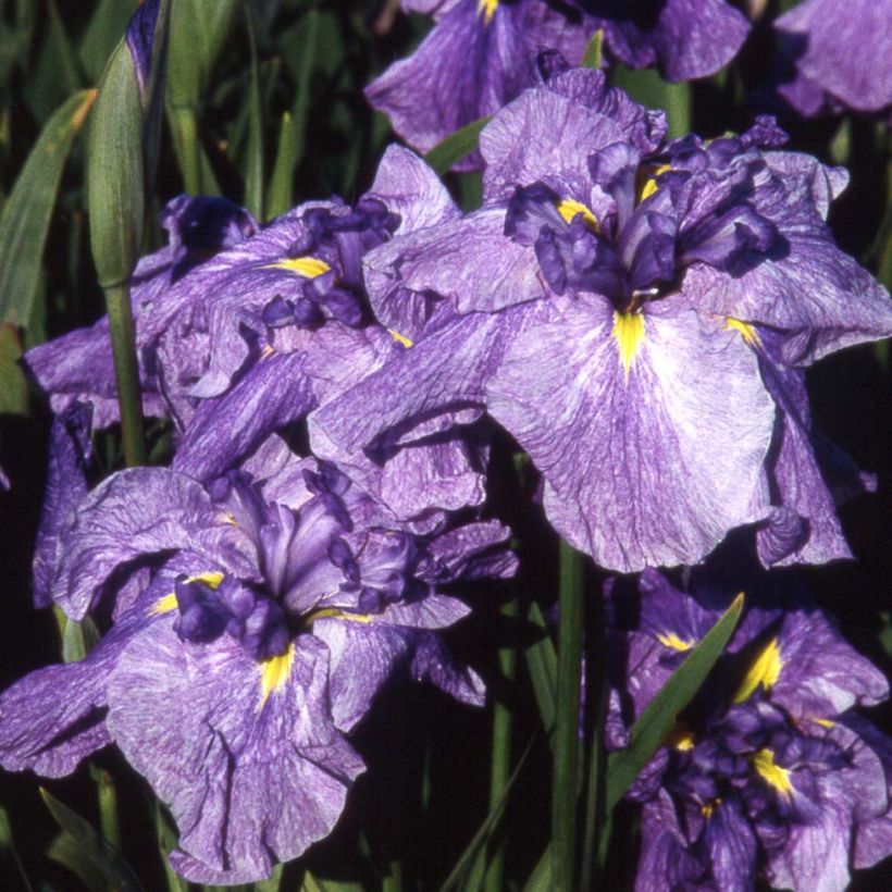 Iris ensata Dainagon - Iris giapponese (Flowering)