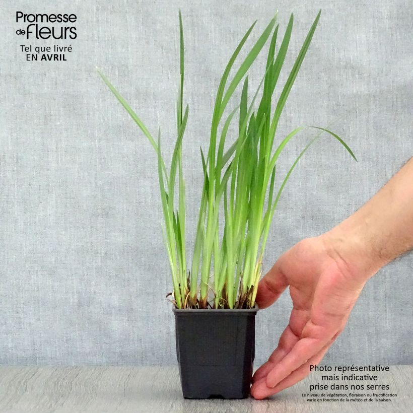 Example of Iris ensata Dainagon - Iris giapponese Vasetto da 8/9 cm as you get in printemps