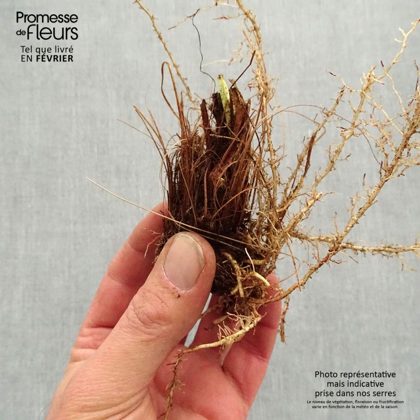 Iris ensata Sugar Dome - Iris giapponese Piante piccole a radice nuda esemplare consegnato in inverno